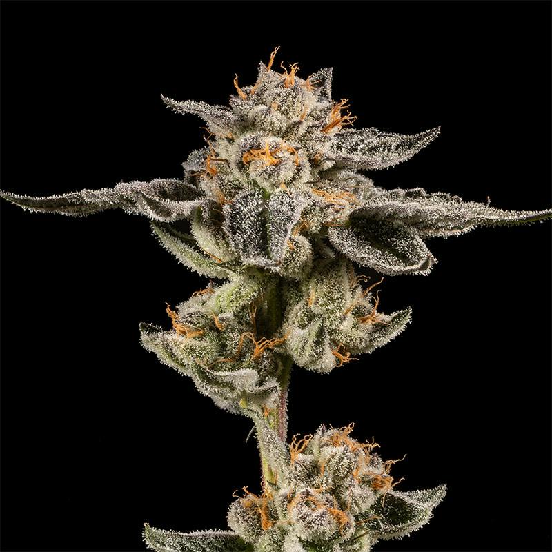 14er | Jelly Pie | 3.5g Flower by 14er Extractions