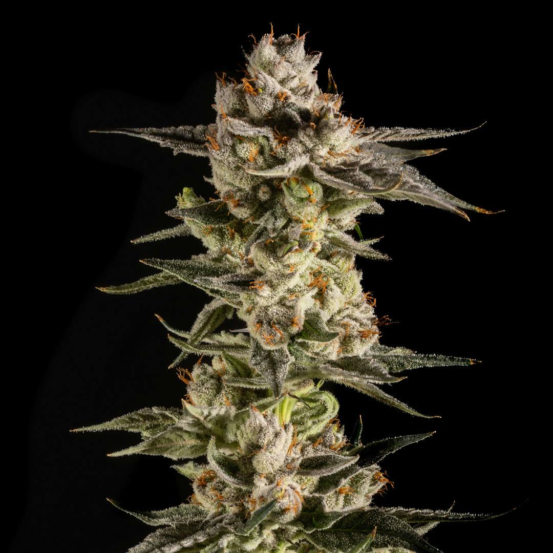 14er | Lemon Face | 3.5g Flower by 14er Extractions