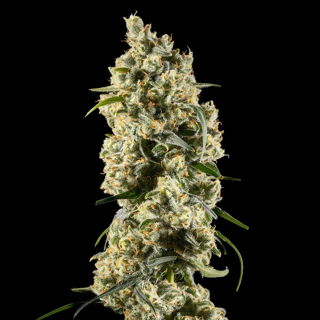 14er | Jack Herer | 3.5g Flower by 14er Extractions
