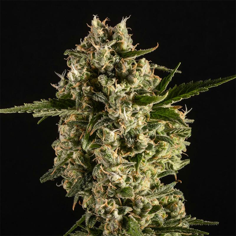 14er | Island Sweet Skunk | 3.5g Flower by 14er Extractions