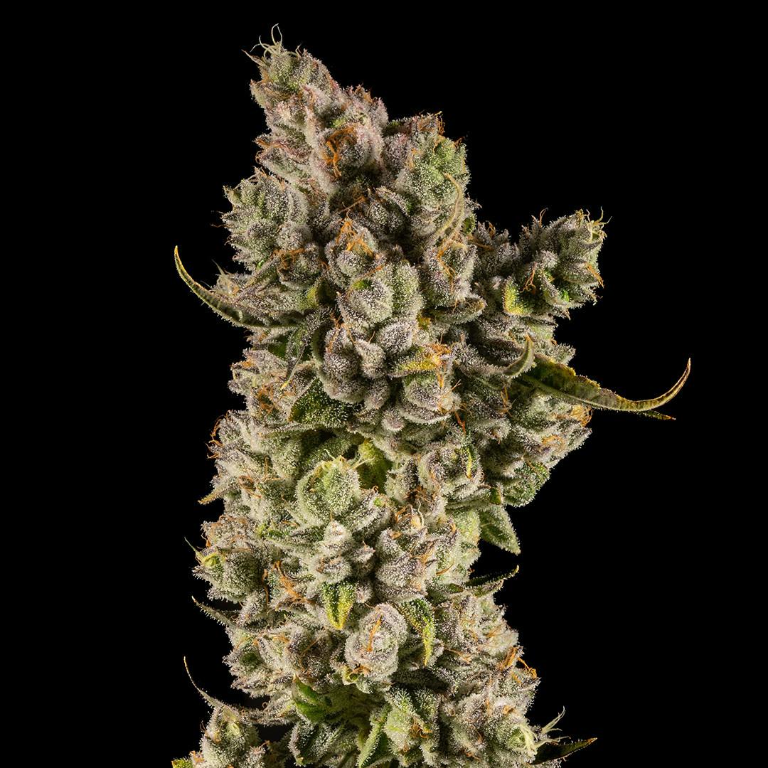 14er | Sugarloaf Kush | 28g Flower
