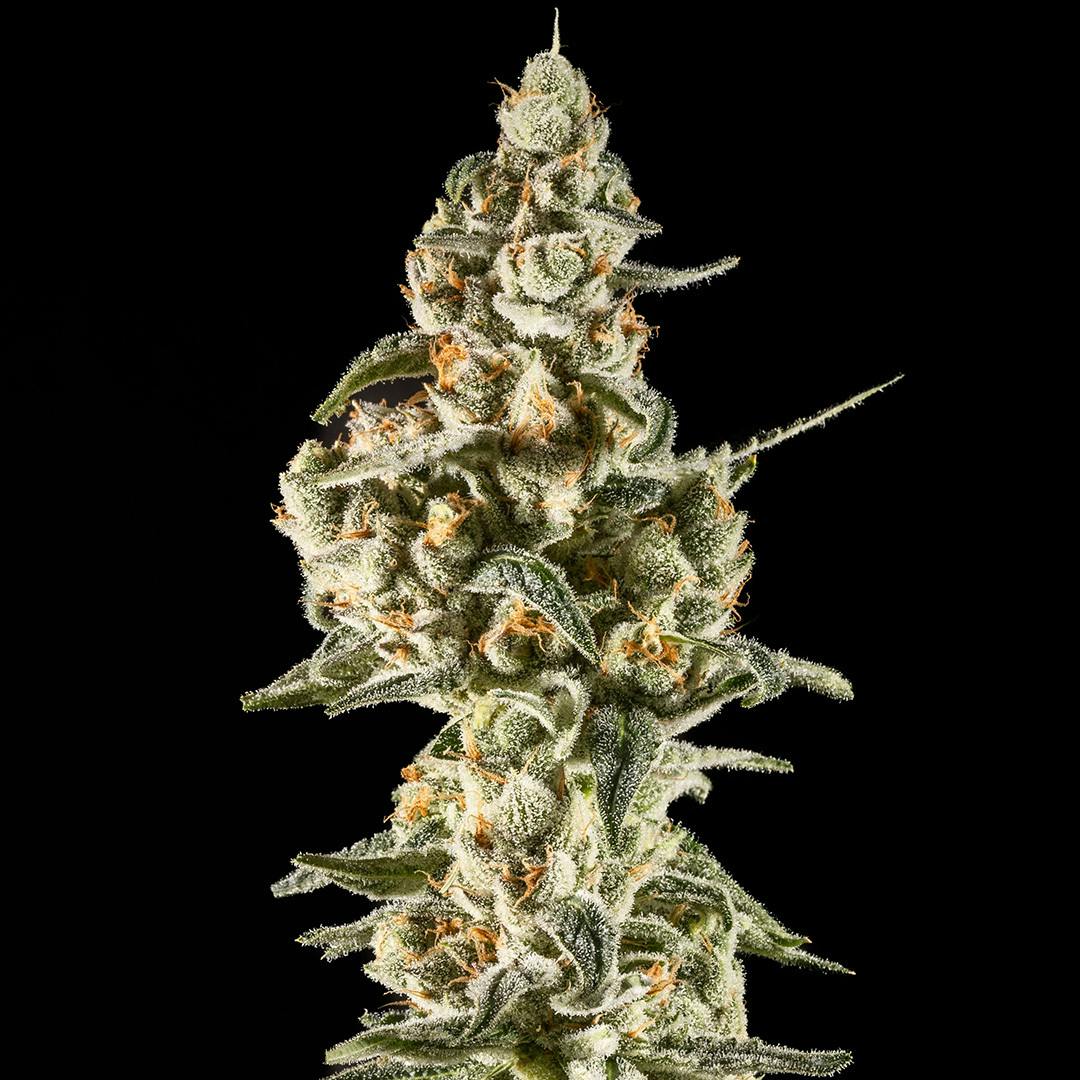14er | Lemon Lollipops | 3.5g Flower by 14er Extractions