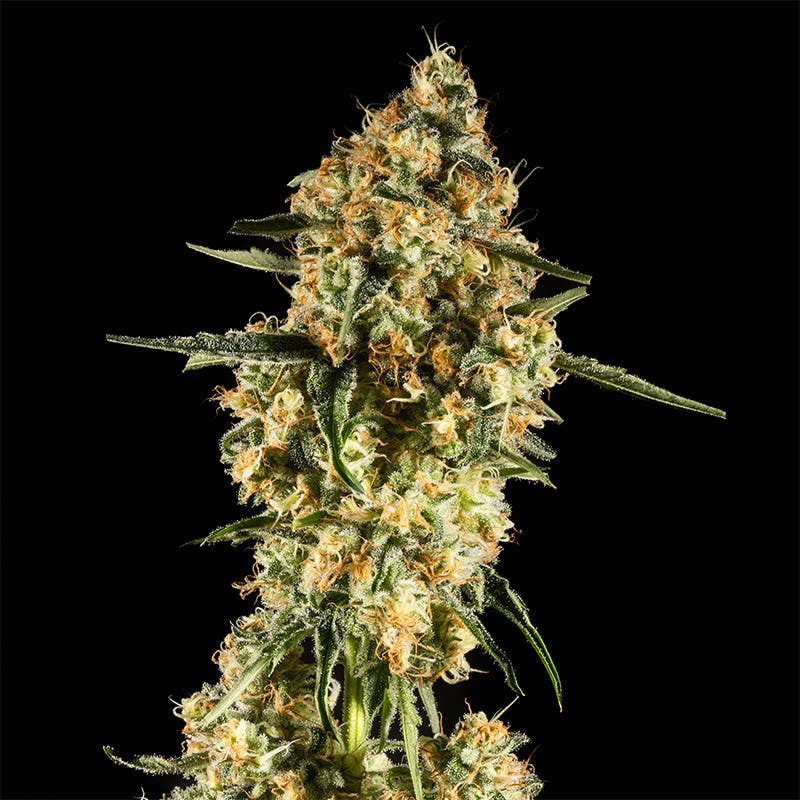 14er | Hawaiian Goat | 3.5g Flower