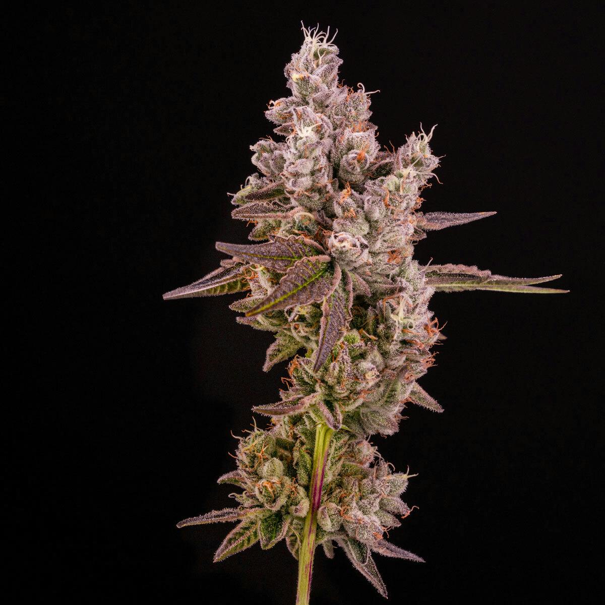14er | Wedding Cake | Flower