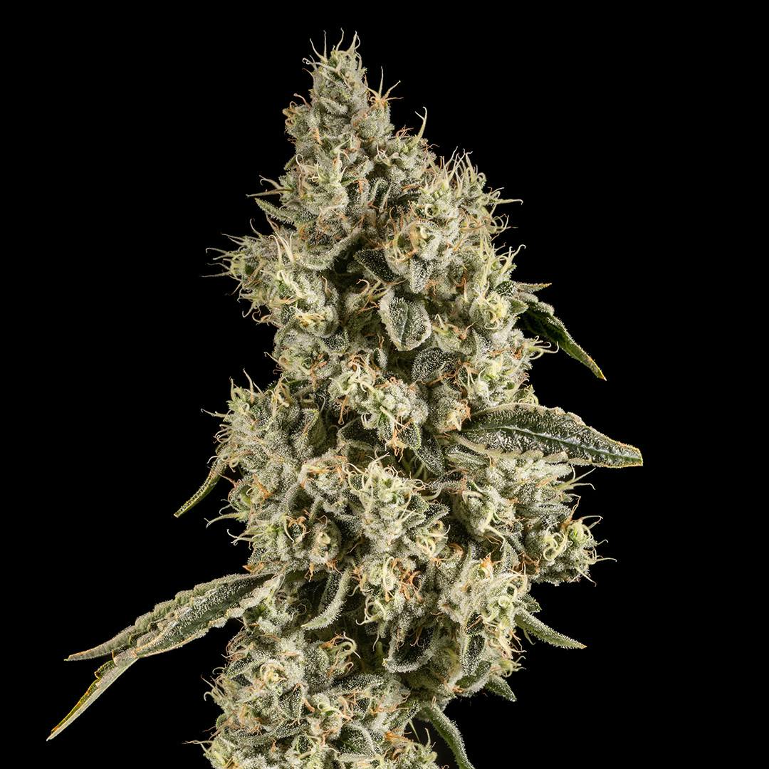 14er | Sour Chem | 7g Flower - 14er Extractions