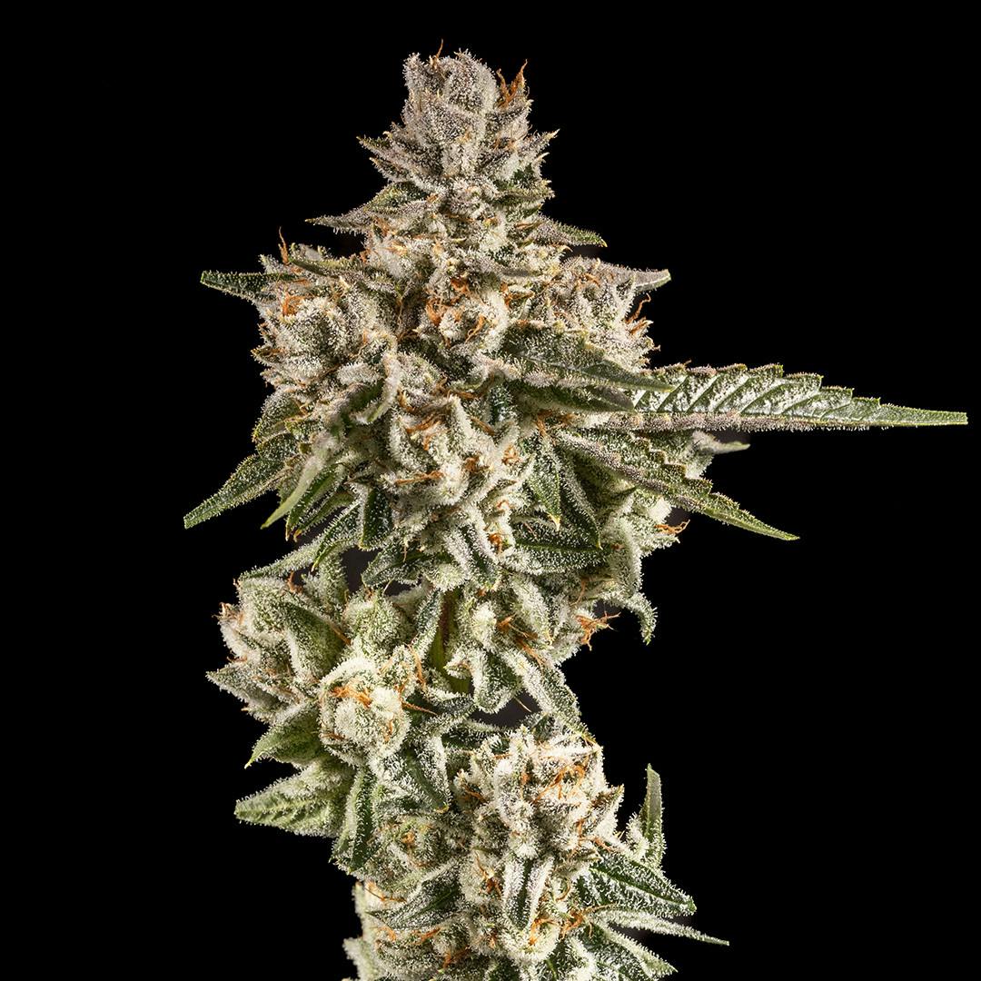 14er | Lost Tribe | 3.5g Flower