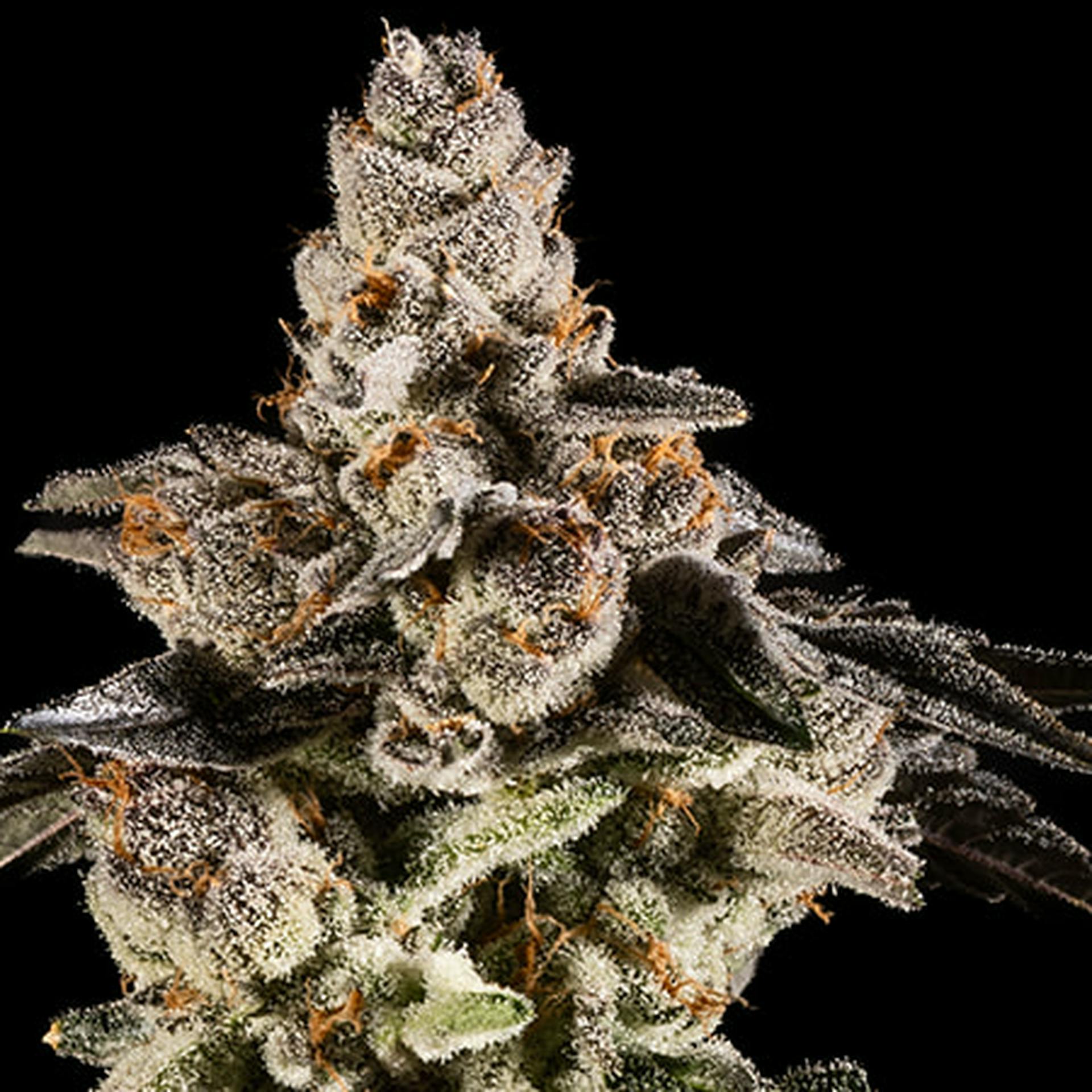 14er | Gelonade | 3.5g Flower by 14er Extractions