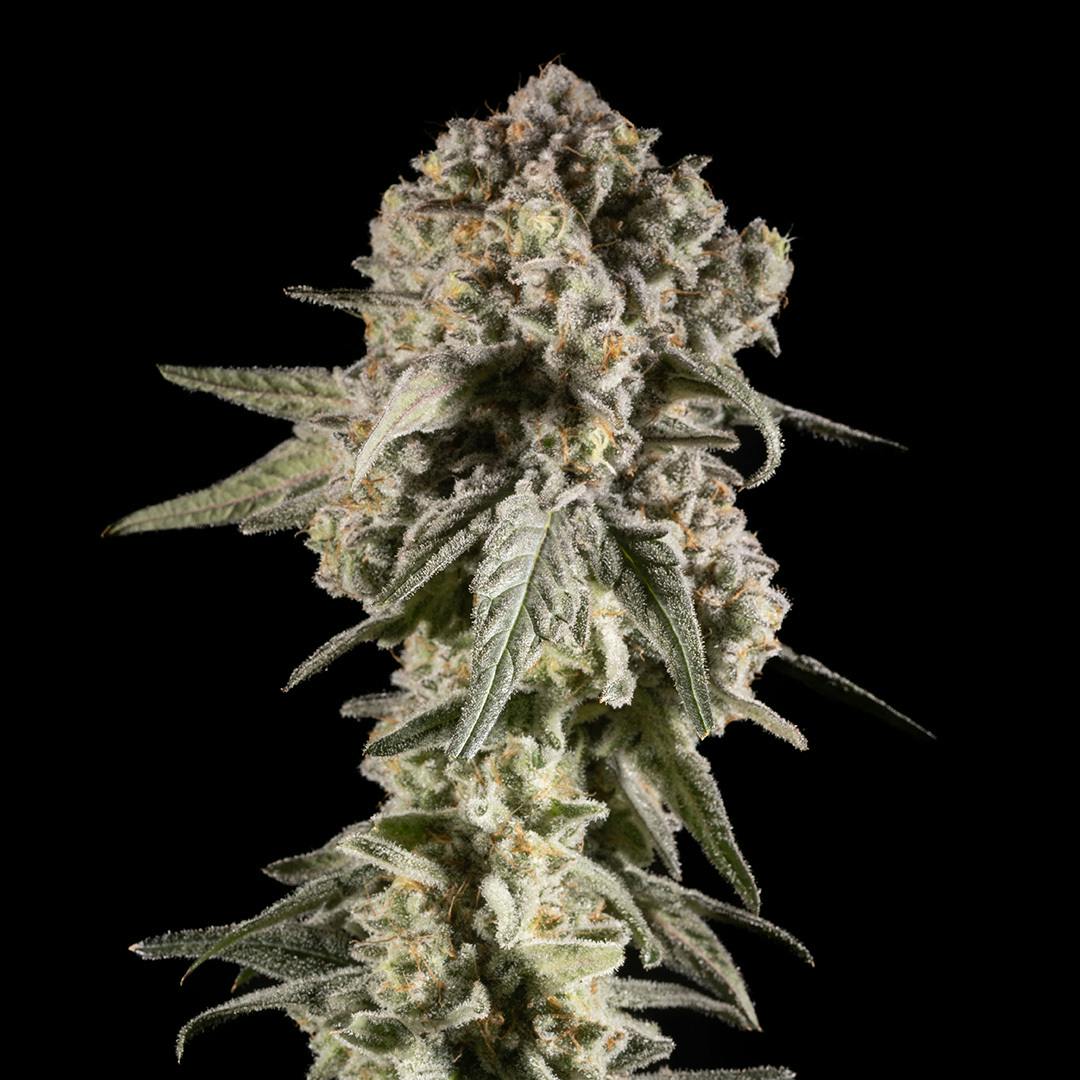 14er | Mac Daddy | 3.5g Flower