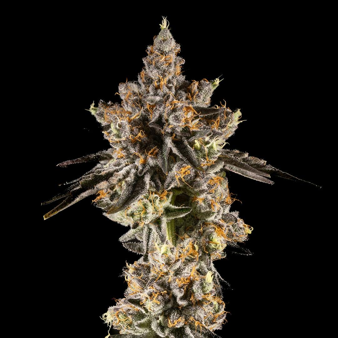 14er | Rainbow Sherbert #11 | 3.5g Flower by 14er Extractions