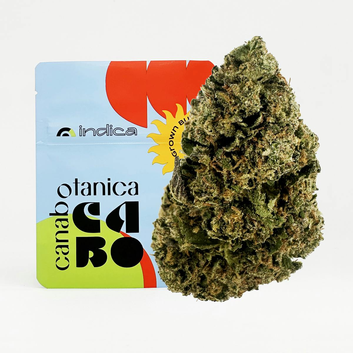 Kit De Cultivo San Pedro Trichocereus Pachanoi