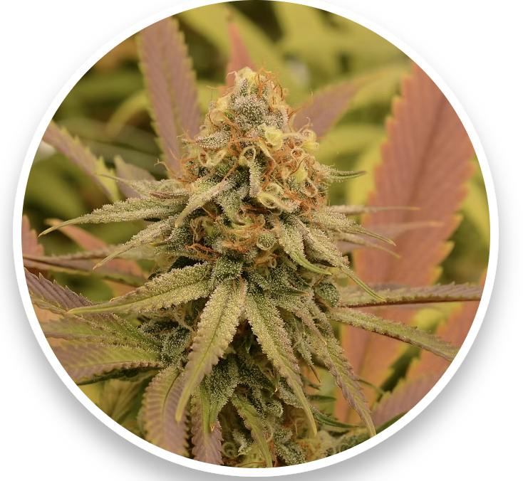 Black Cherry | 3.5g