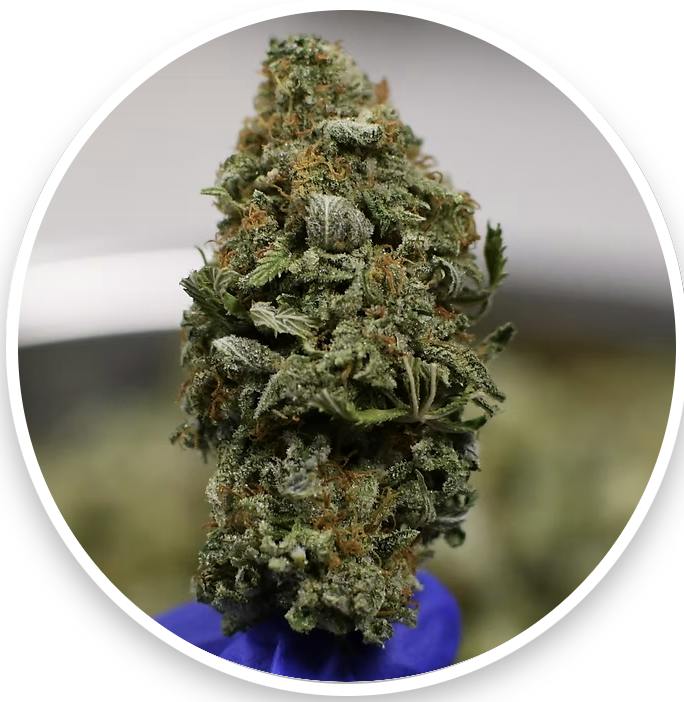 Fantom Fuel | 3.5g