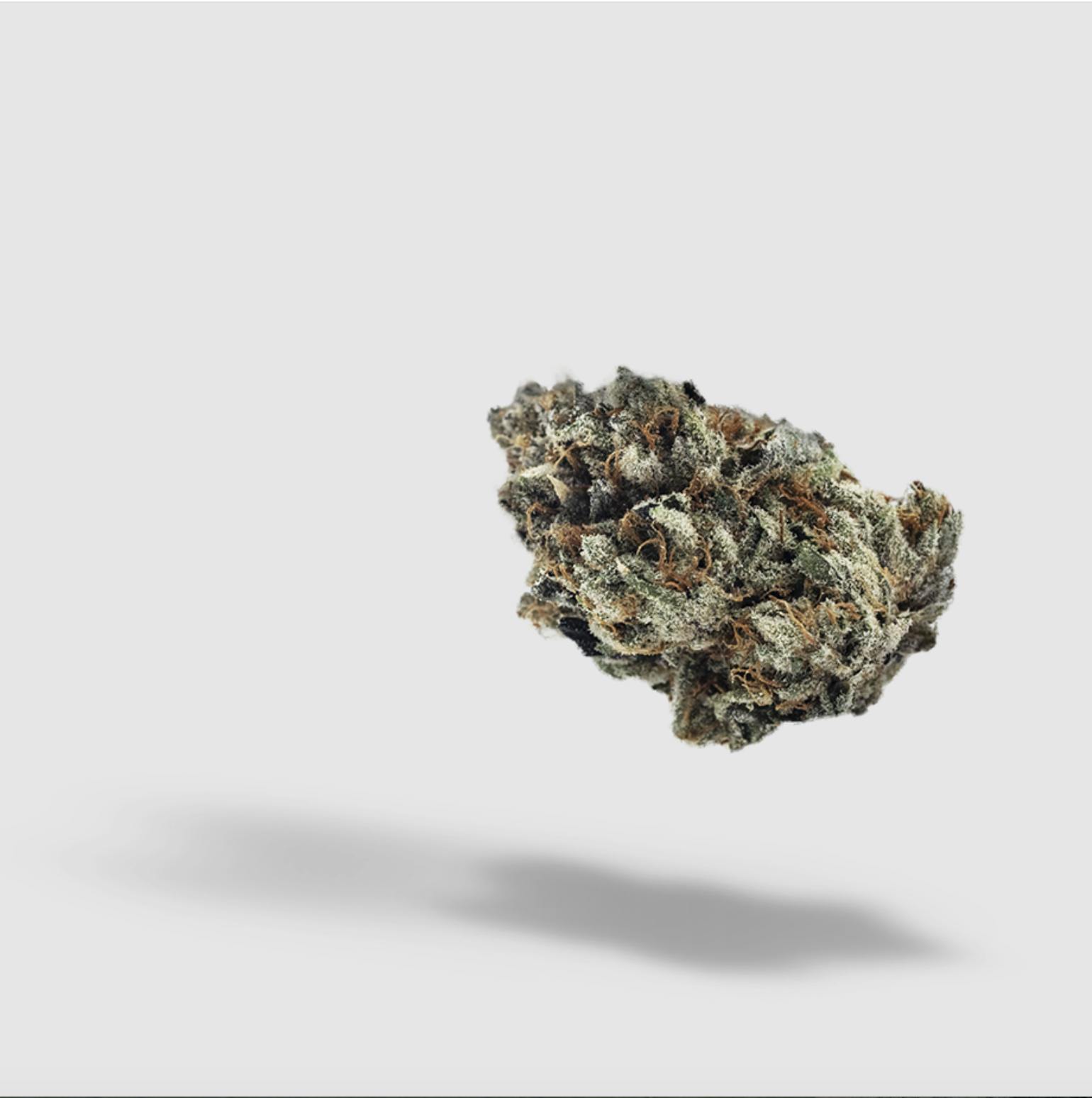 Mimosa | 2727 | Flower | 7G by 2727