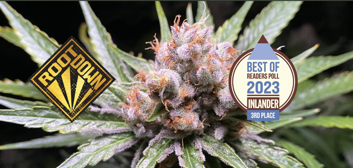 Rootdown - Blueberry - Nano Full Spectrum Resin Gummies 100mg at ROOTDOWN