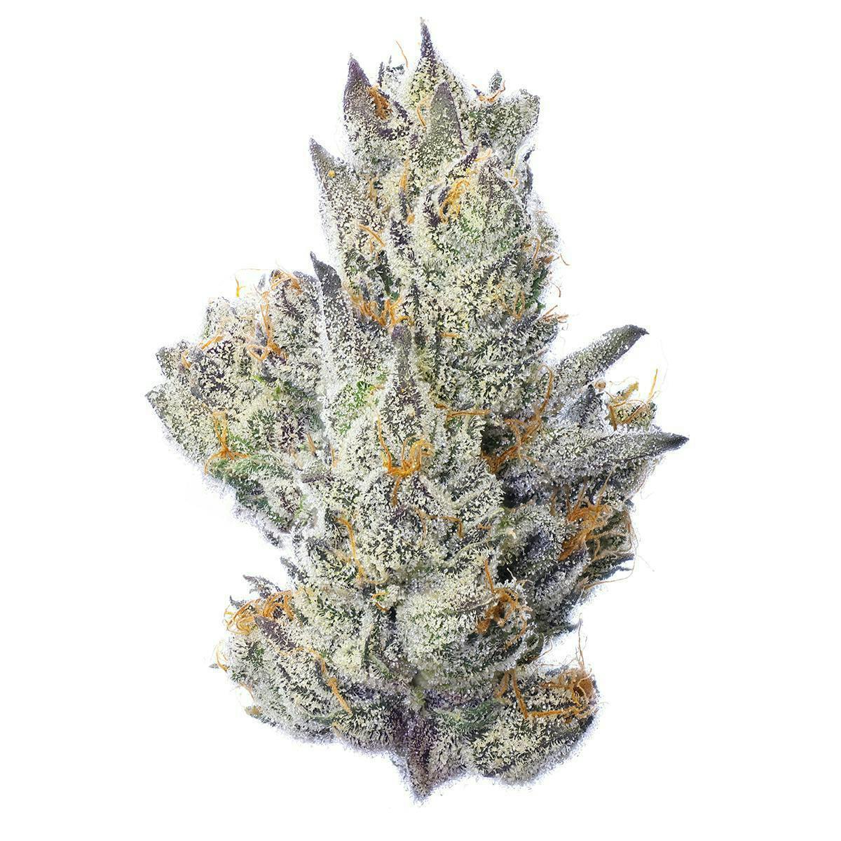 Fig Farms | Guavascotti | Big Buds