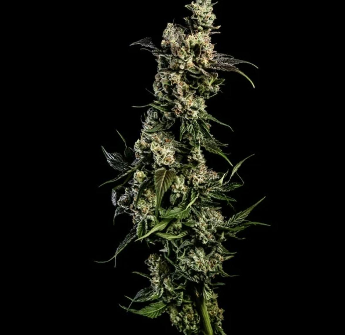 Corey’s Rainbow Bridge Flower