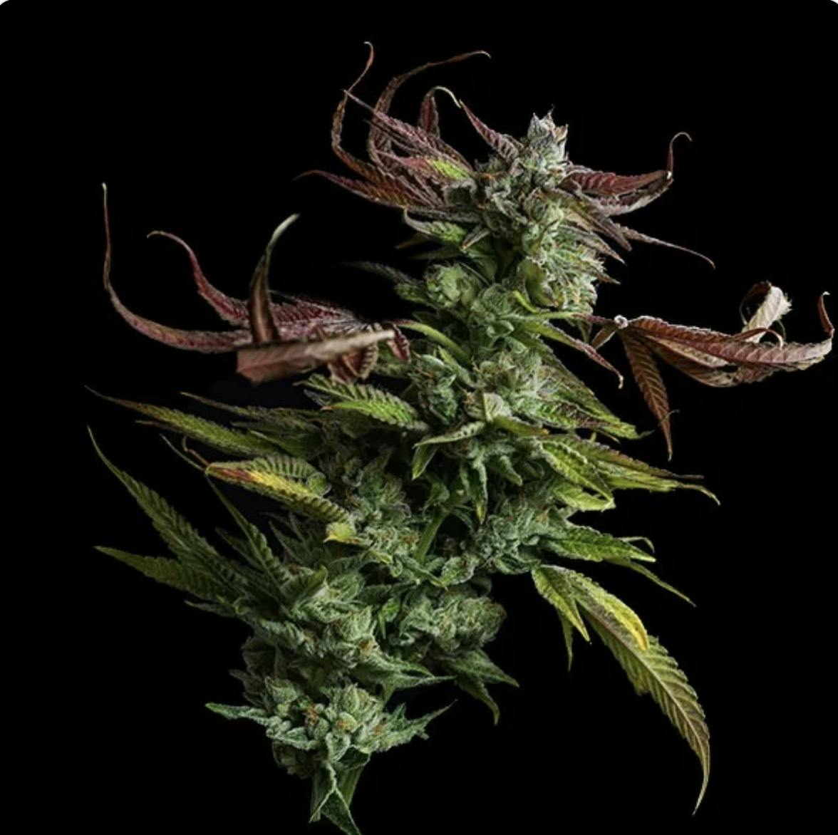 Bold Cultivation | Chem Squeezy | Flower | 14g