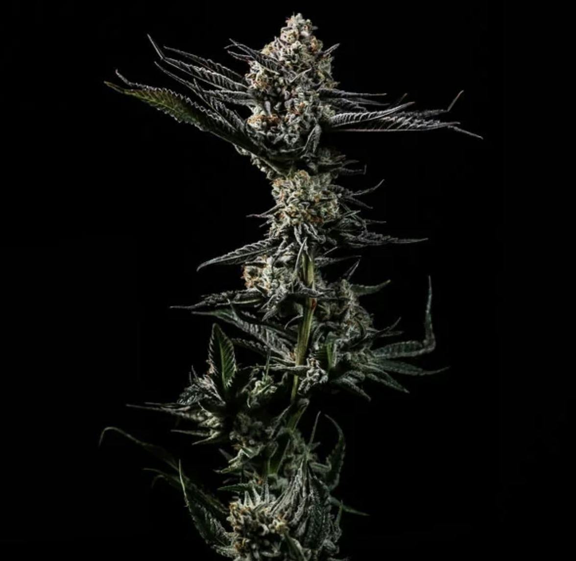 Bold Cultivation | Holy Roller OG | Flower | 28g