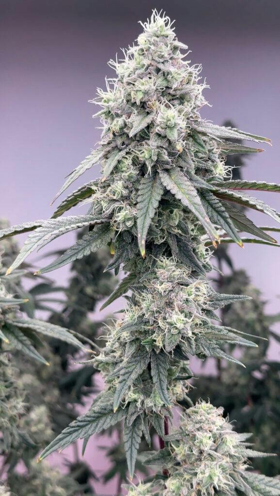 Stoned Cold Cannabis | Apple Colada | Flower | 1g by Stoned Cold Cannabis