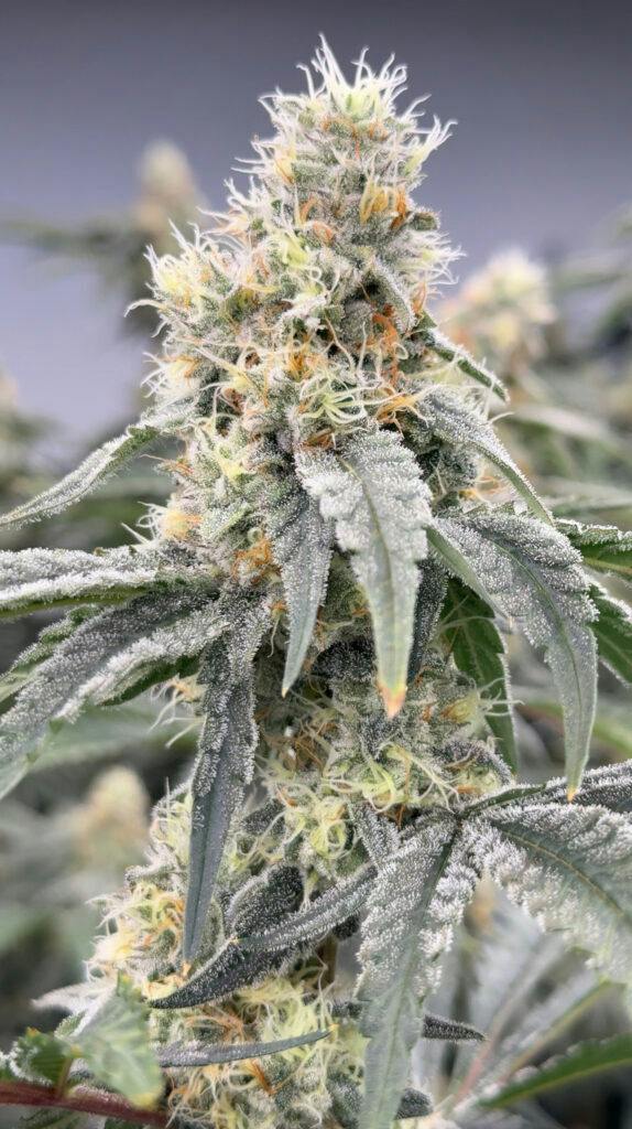 Stoned Cold Cannabis | Dulce De Fresa | Flower | 1g by Stoned Cold Cannabis
