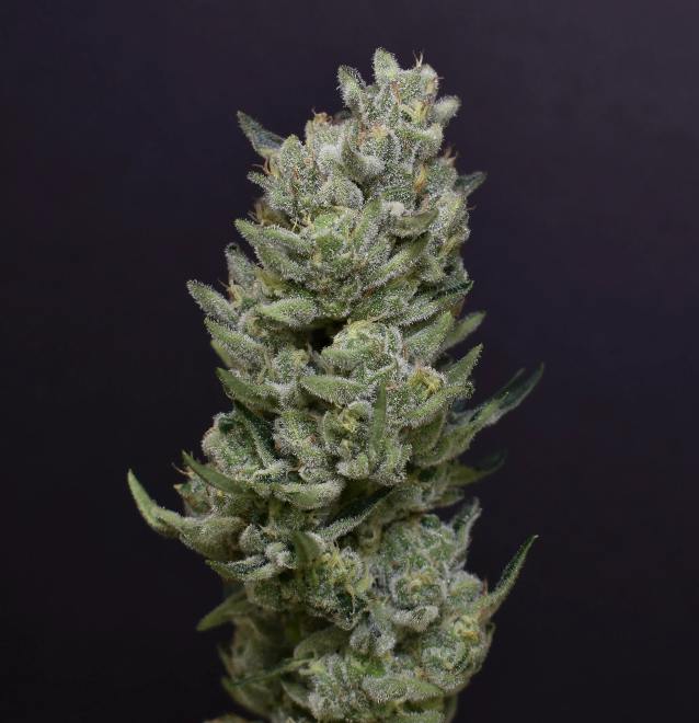 DPF | Cheetah Piss | Flower | 14G by Desert Peaks Farms