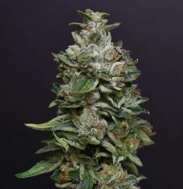 DPF | Bacio Gelato | Flower | 7G