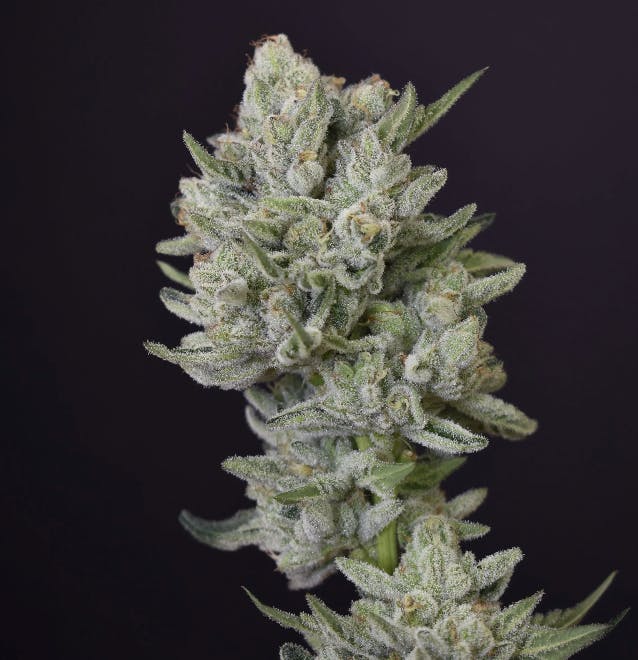 DPF | Kush Mints | Flower | 1G