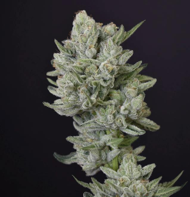 DPF | Kush Mints | Pre Roll | 1G