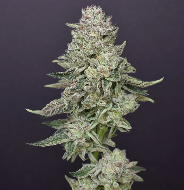DPF | Lemon Cherry Gelato | Flower | 3.5G