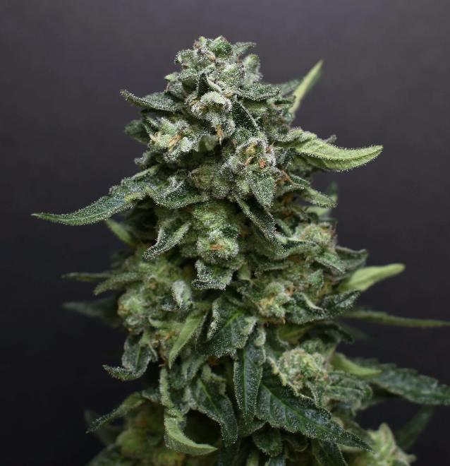 DPF | Banana Jealousy | Pre Roll | 1G