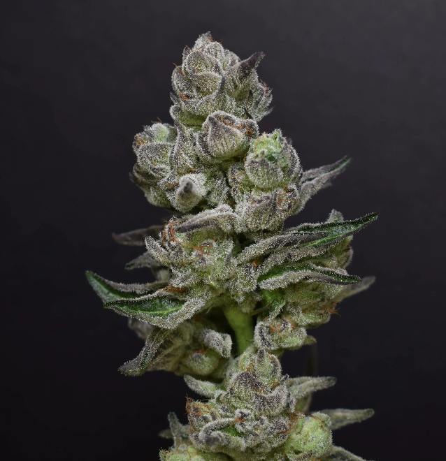 DPF | Rainbow Belts | Flower | 1G