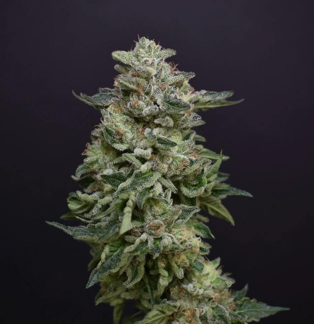 DPF | Machalato | Flower | 14G by Desert Peaks Farms