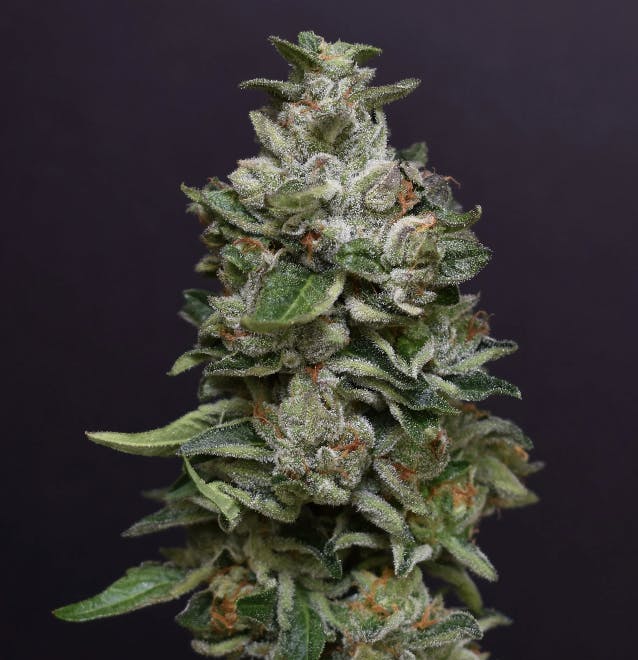 DPF | Bacio Gelato | Pre Roll | 1G