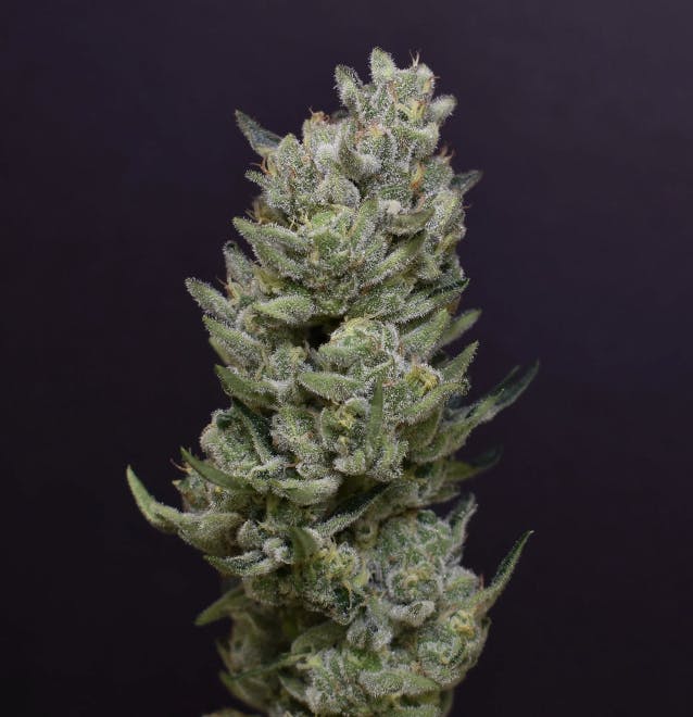 DPF | Cheetah Piss | Pre Roll | 1G