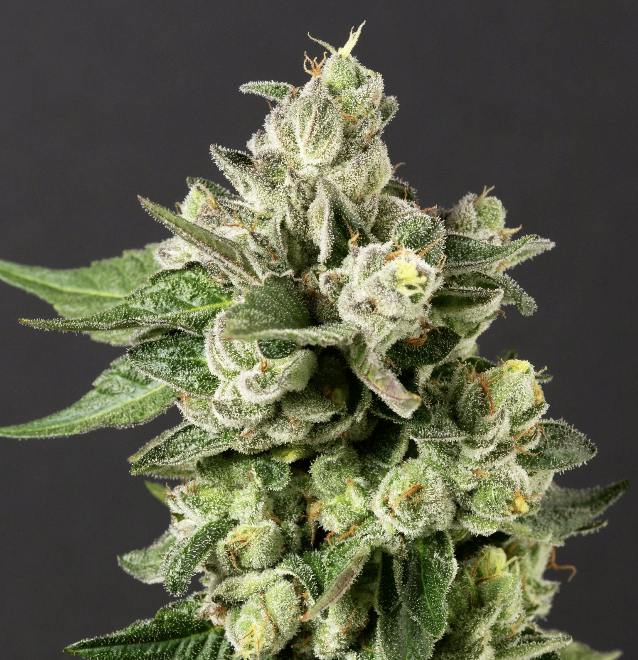 DPF | Gushers Maitai | Flower | 28G