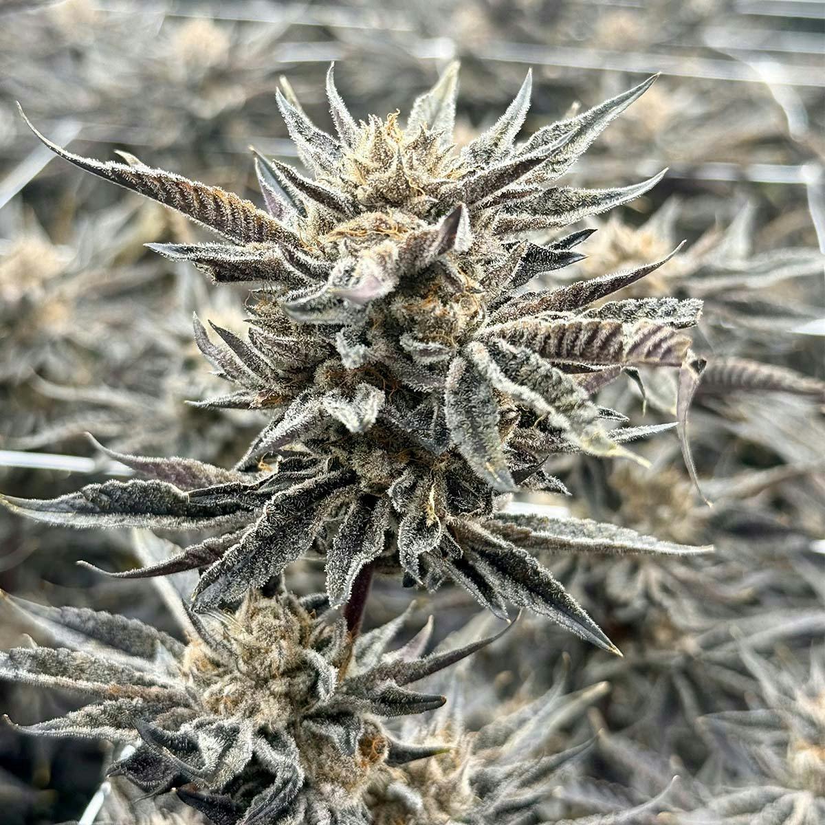 Alien Runtz by Freedom Road