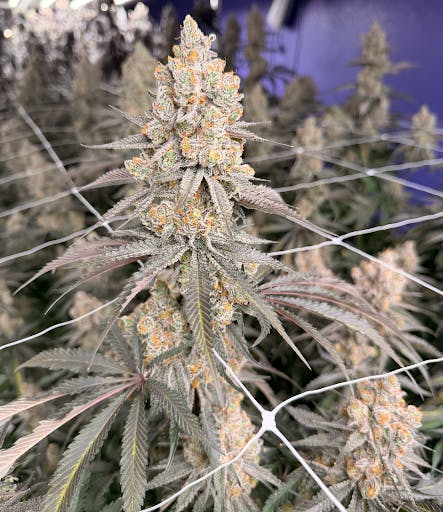 Nana Sandwich | Flower | 3.5g