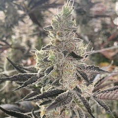 Loud Candy Cream | Flower | 7g by Delta Bud Company