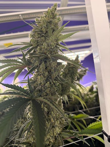 ChocoSkunk | Flower | 3.5g
