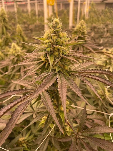 Good Weed | Flower | 7g by Delta Bud Company