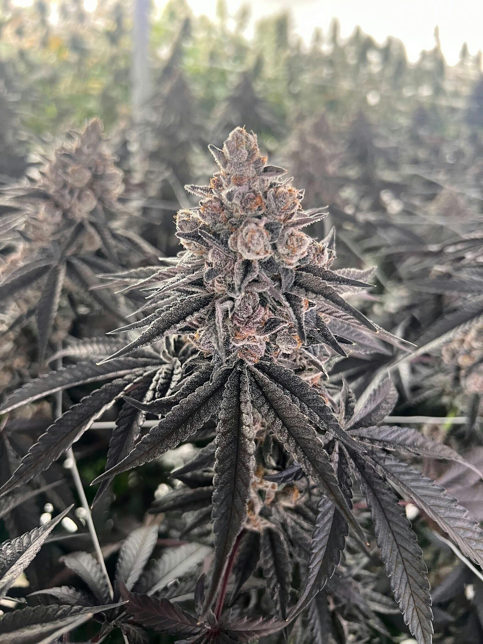 Drippn' Aint Easy | Flower | 3.5g by Delta Bud Company