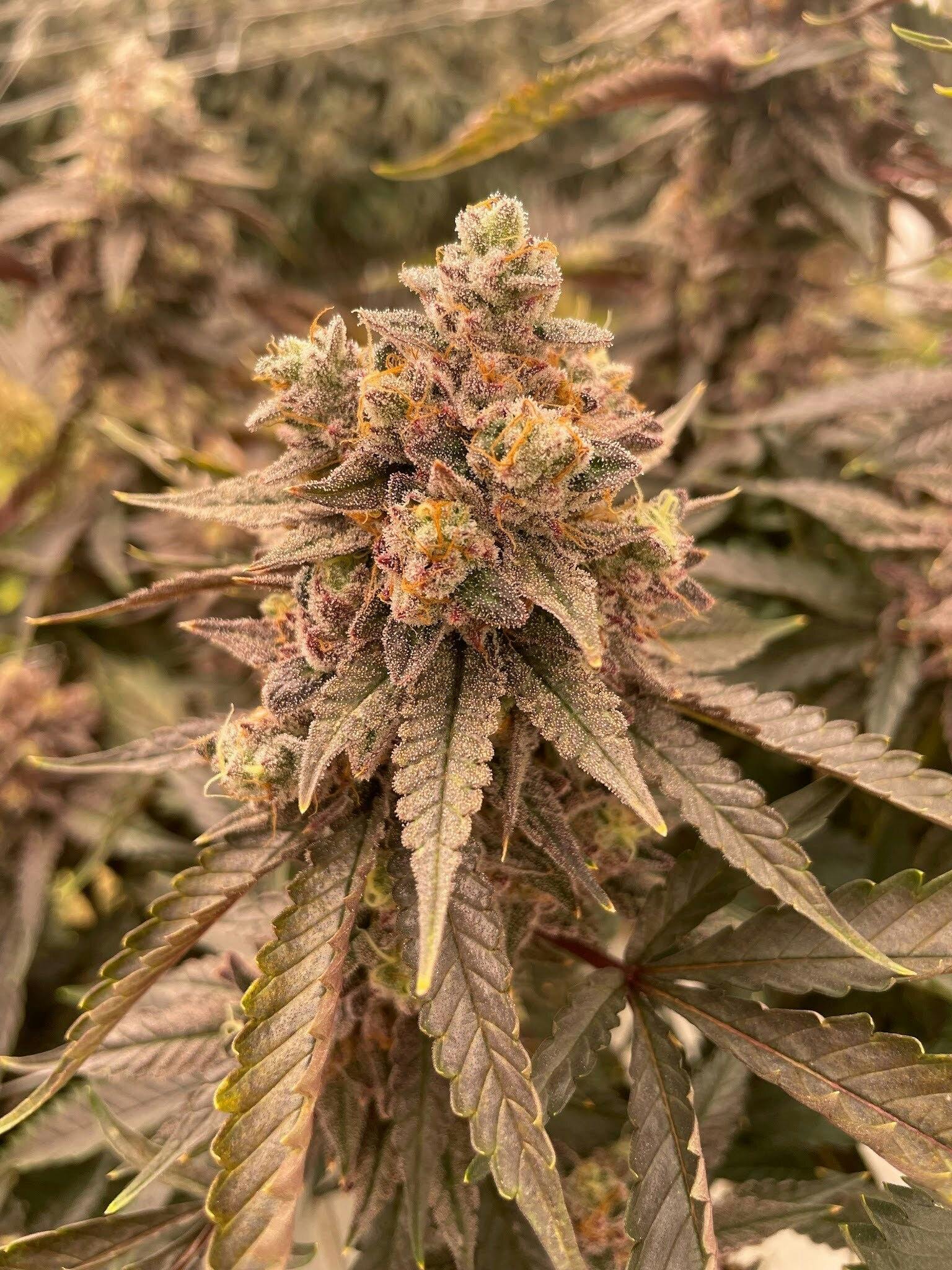 Red Velvet Runtz | Flower | 3.5g at Star Buds Medical Cannabis Dispensary Natchez