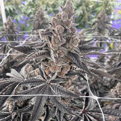 Strawnangie Haze | Flower | 7G