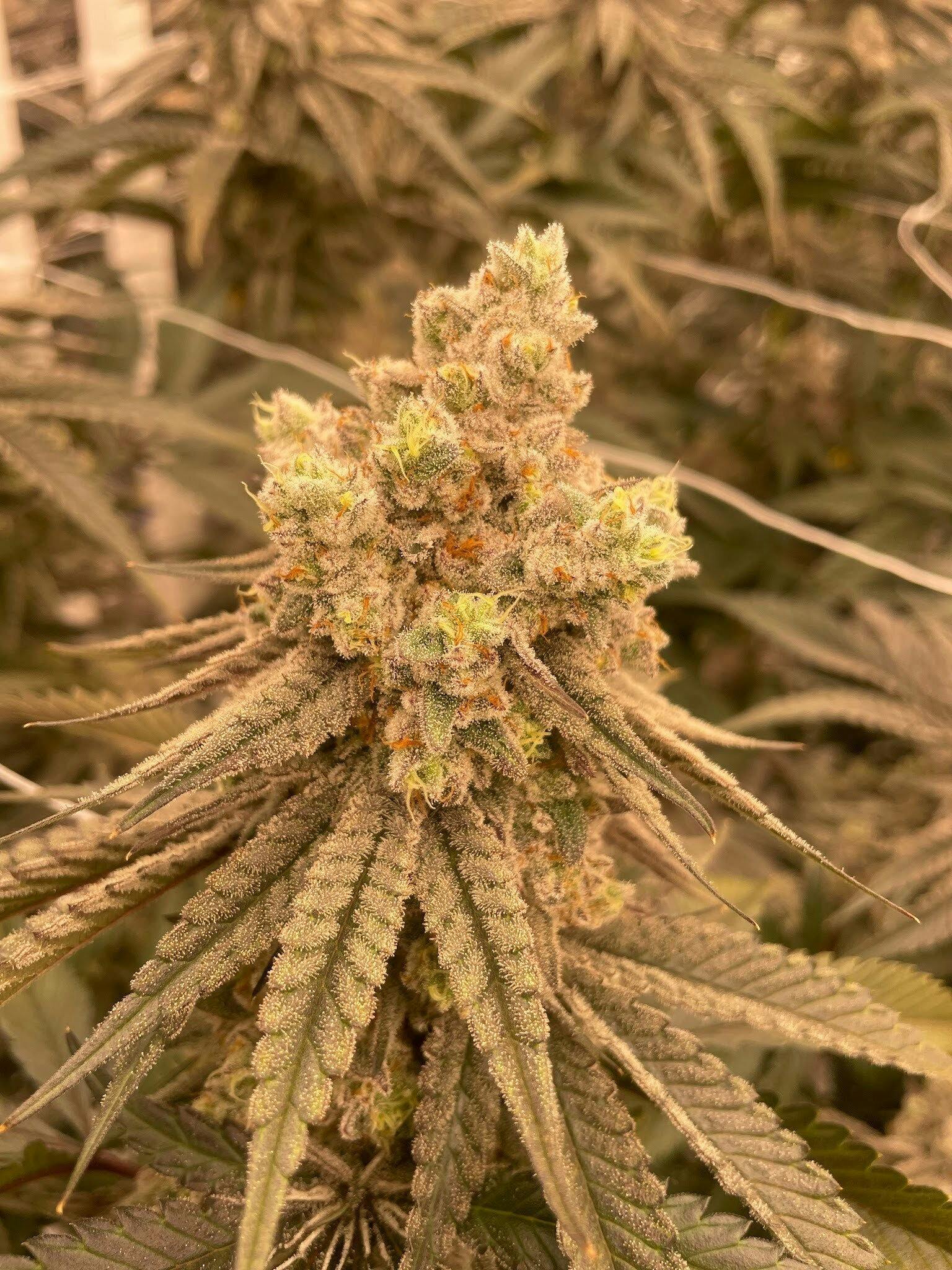 Falcon Deluxe | Flower | 3.5g by Delta Bud Company