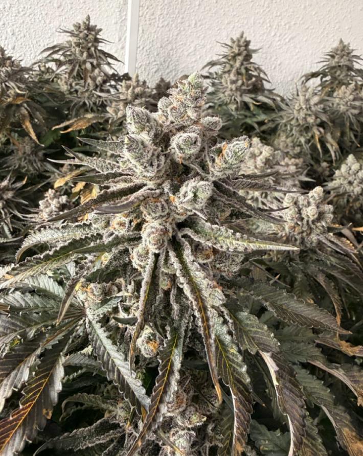 Modified Bananas | Flower | 7G by Delta Bud Company