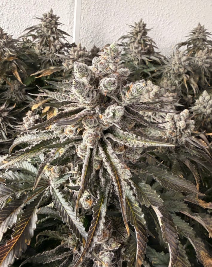 s · Flower · 3.5G