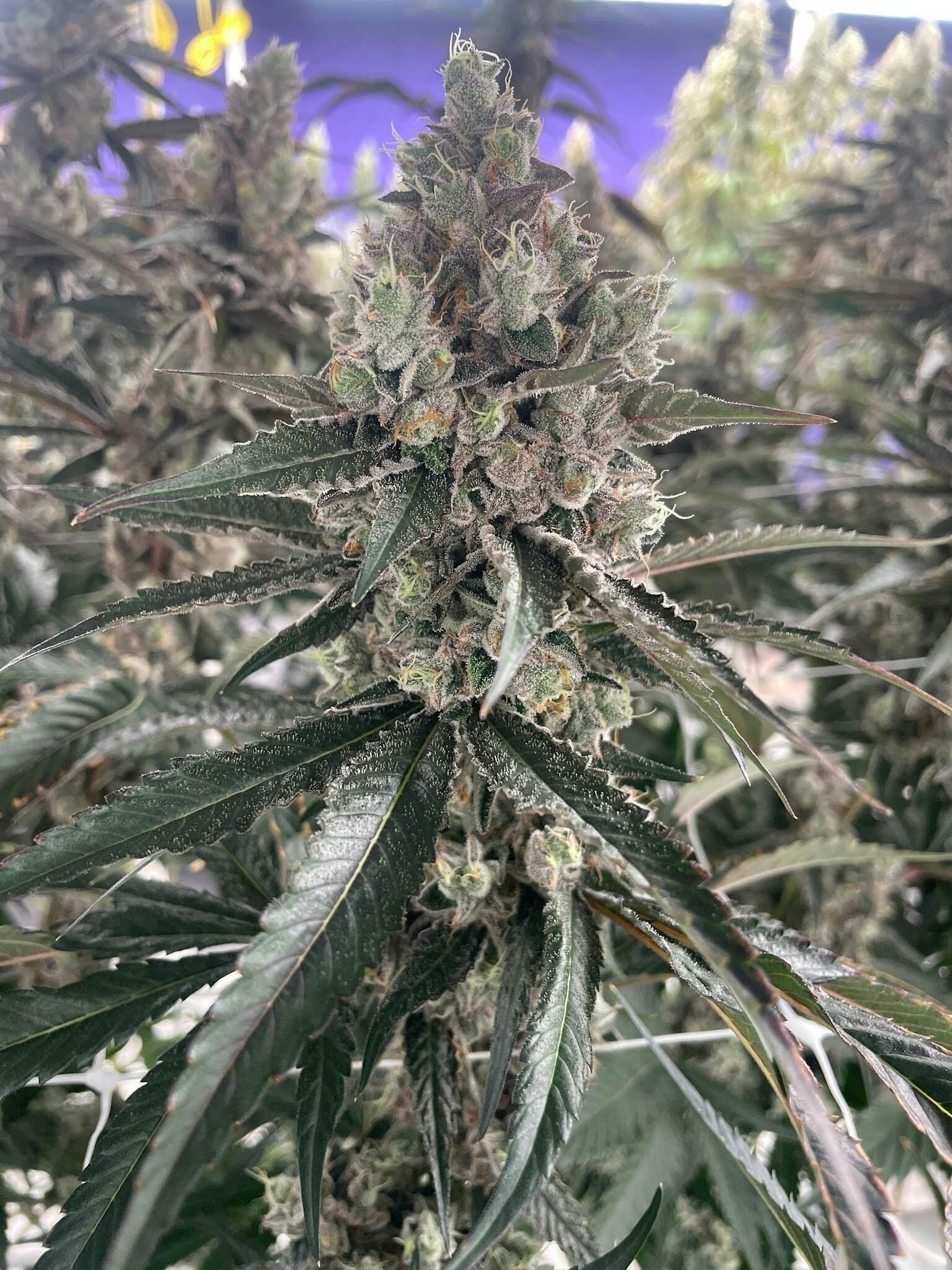 Gary Burger | Flower | 3.5G