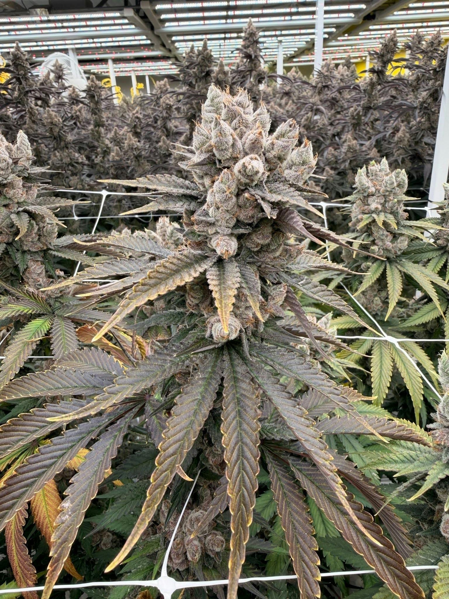 Red Rager | Flower | 3.5G by Delta Bud Company
