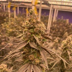 James Runtz | Flower | 3.5G
