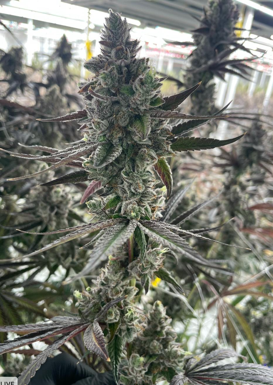 Blue Dew | Flower | 7G